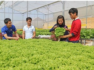 Lâm Đồng: Thạc sỹ 8x khởi nghiệp bằng vườn rau thuỷ canh
