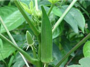 Kỹ thuật trồng đậu bắp tại nhà cho quả sai