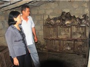Làm giàu nhờ nuôi con “nhìn ghê” nhưng thu nhập phát mê