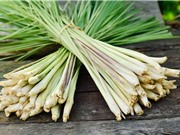 Kỹ thuật trồng cây sả đuổi muỗi tiện dụng cho mọi nhà