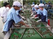 Khan hàng, giá điều cao kỷ lục
