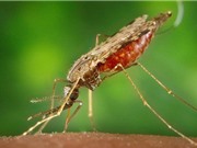 3 loại ký sinh trùng nguy hiểm nhất đối với con người
