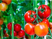 Giảm nguy cơ mắc ung thư tiền liệt tuyến bằng cách... ăn cà chua