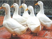 Nuôi vịt siêu nạc Grimaud trên cạn mang lại hiệu quả cao