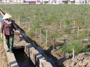 Độc nhất vô nhị trồng măng tây xanh vùng ven biển, thu 3 triệu đồng/ngày