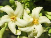 Tác dụng chữa bệnh không ngờ từ hoa đu đủ đực
