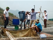 Nở rộ nghề nuôi cá lồng trên sông Đà, lãi 12 - 14 triệu đồng/lồng