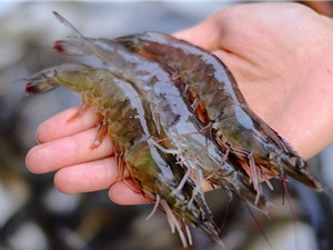 Chuyên đề Phát triển ngành tôm