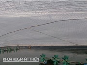 Công nghệ nuôi tôm trong giá rét miền Bắc