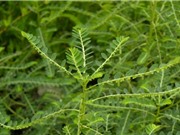5 cây thuốc quý mọc dại trong vườn