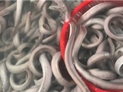 Lươn “đáp” phi cơ xuất ngoại
