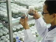 Trung Quốc: Xoài ươm trồng trên vũ trụ ra quả