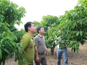 Vì sao năm nay vải thiều ở khắp các tỉnh phía Bắc đều ra ít hoa?