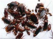 Gián sinh sản không cần con đực từ nhiều năm