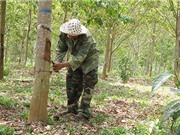 Kon Tum: Phát triển cao su tiểu điền ở Đắk Tô – Hướng thoát nghèo bền vững
