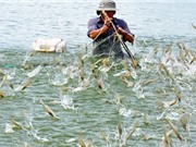Nuôi tôm trên cạn - mô hình của tương lai