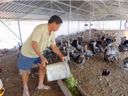 Gà lôi dễ nuôi, đầu ra thuận lợi, thu tiền tỷ không khó