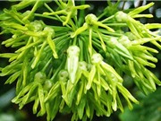 6 bài thuốc trị bệnh từ hoa thiên lý