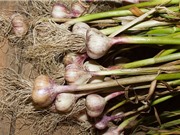 Kỹ thuật trồng và chăm sóc tỏi tại nhà đơn giản