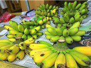 Chuối ngự Đại Hoàng thua thiệt vì hàng giả