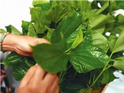 Bài thuốc hay từ lá lốt chữa phù thũng do thận