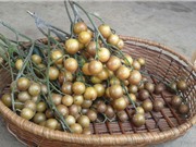 Tác dụng chữa bệnh của quả hồng bì