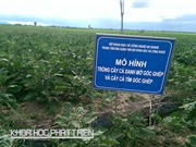 Trồng cà gốc ghép trái vụ, lợi nhuận tăng 10 lần