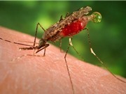 Loài muỗi duy nhất gây bệnh sốt rét ở Việt Nam