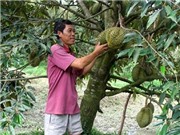 Giải pháp thích ứng hạn, mặn cho cây ăn quả
