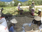 Giải pháp thâm canh sắn bền vững