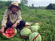 ‘Méo mặt’ vì dưa hấu 1.000 đồng/kg