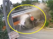 CLIP HOT NHẤT TRONG NGÀY: Tàu hỏa cán đứt đôi xe tải, cá sấu “xơi tái” trăn