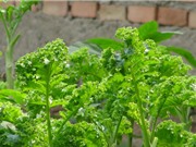Kỹ thuật trồng và chăm sóc cải xoăn Kale trong thùng xốp