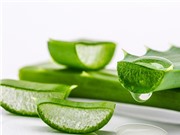 Cây nha đam chữa bệnh gì?