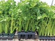 Kỹ thuật trồng và chăm bón rau cần tây tại nhà