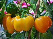 Cách trồng ớt ngọt vừa làm cảnh vừa làm thực phẩm