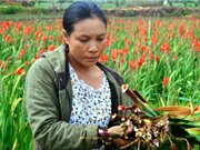 Lâm Đồng: Phun thuốc bảo vệ thực vật cho hoa, nông dân khóc ngất