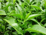 Hướng dẫn trồng chè xanh trong thùng xốp 
