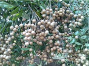 Kinh nghiệm trồng và chăm sóc nhãn lồng Hưng Yên