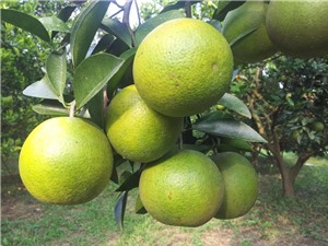 Sản vật của Nghệ An