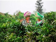 Kỹ thuật trồng và chăm sóc cây chè Shan tuyết Mộc Châu