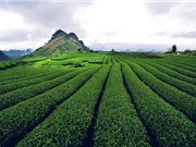Chè shan tuyết Mộc Châu nổi tiếng cỡ nào?