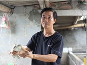Nuôi ếch giống và thương phẩm, thu tiền tỷ mỗi năm