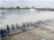 Quy trình nuôi tôm thẻ chân trắng siêu thâm canh 2 giai đoạn