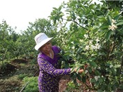 Trang trại sản xuất an toàn, thu tiền tỷ dễ như trở bàn tay