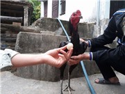 Kỳ lạ gà trống chọi đẻ ra quả trứng tí hon