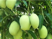 Mẹo trồng và chăm sóc xoài tại nhà cho quả ăn mãi không hết