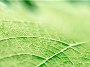 Thời lượng pin sẽ được "nâng cấp" với cấu trúc gân lá