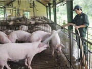 Sản xuất khí sinh học từ nước thải chăn nuôi