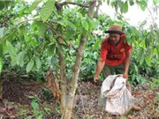 Đắk Nông: Cây trồng chết sau khi được… bón phân